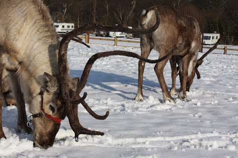 Reindeer Park photo
